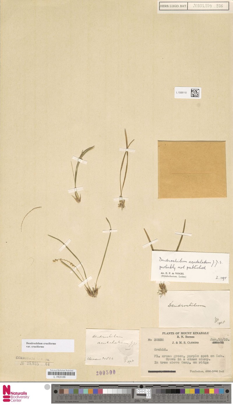 Coelogyne cruciformis photo 3