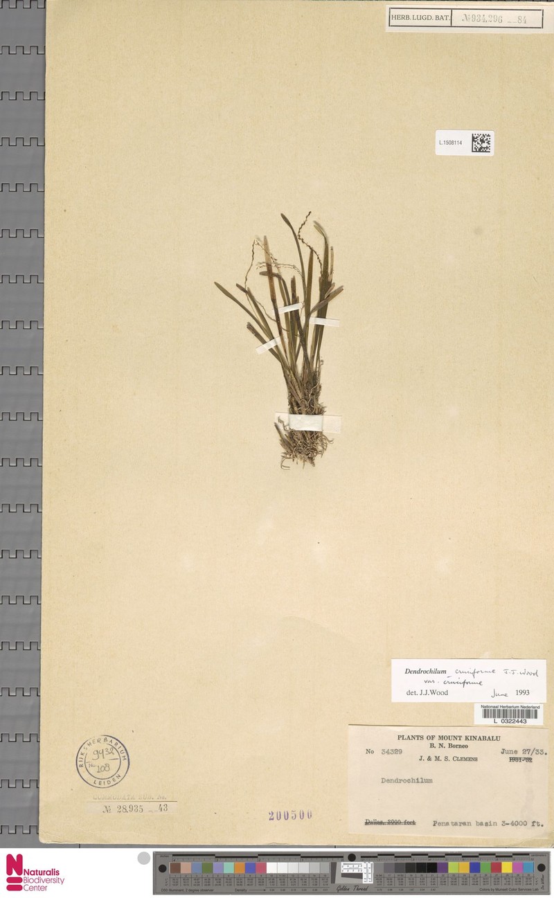Coelogyne cruciformis photo 4