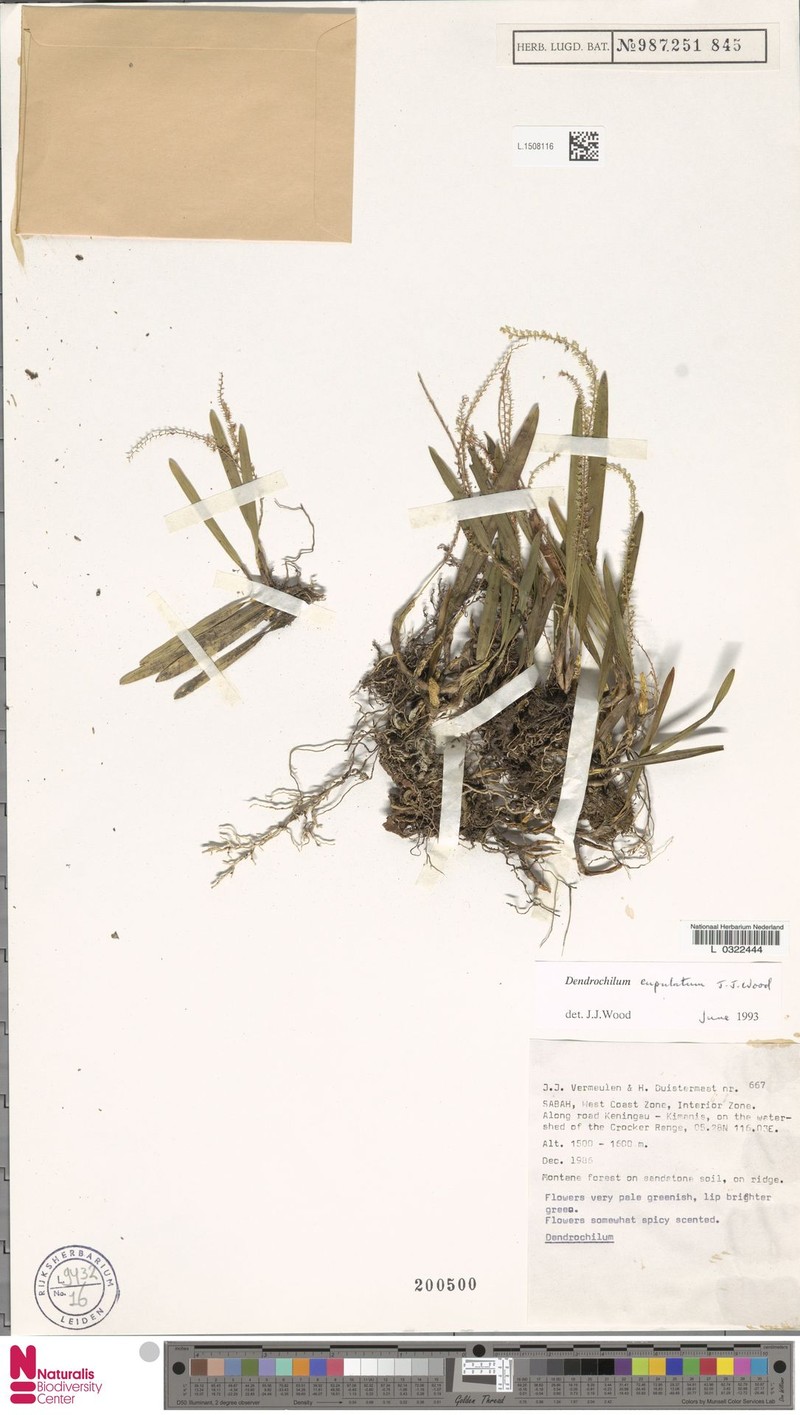 Coelogyne cupulata photo 2