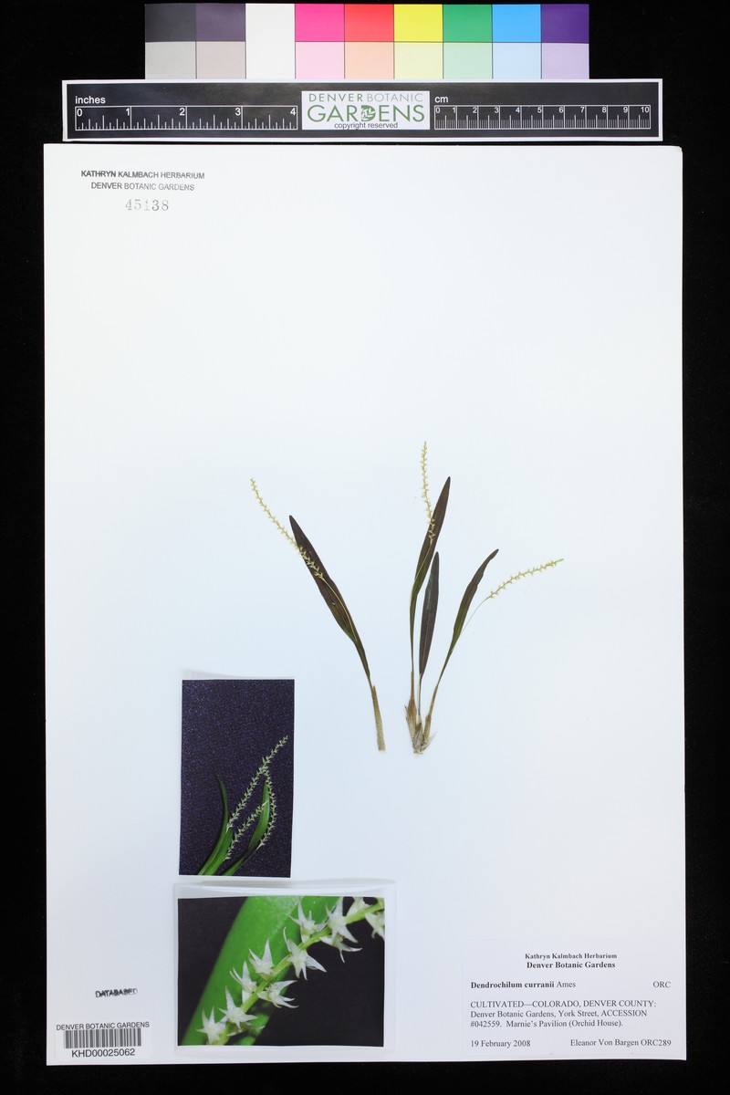 Coelogyne curranii