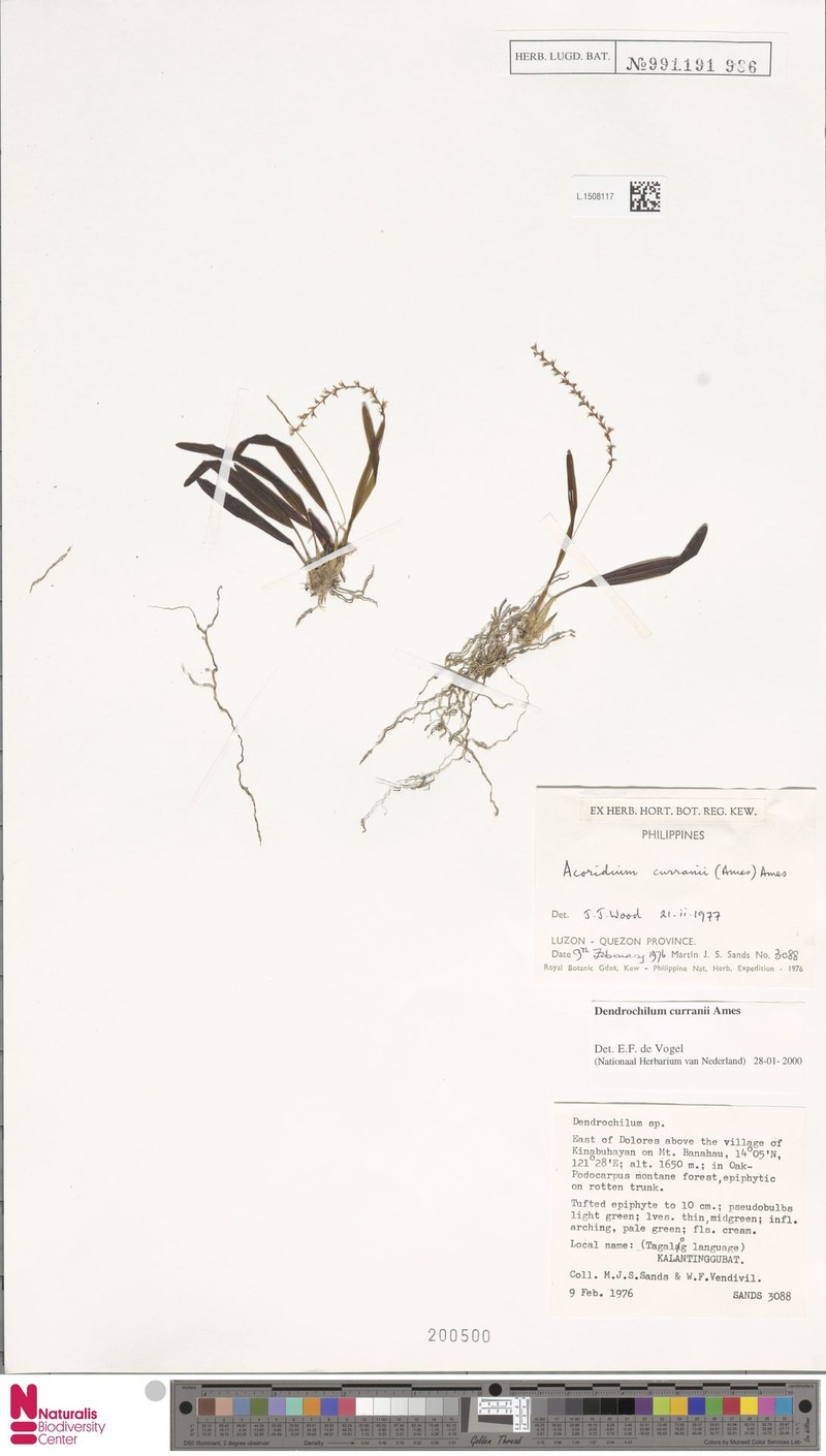 Coelogyne curranii photo 2