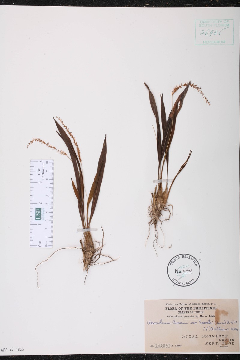Coelogyne curranii photo 3
