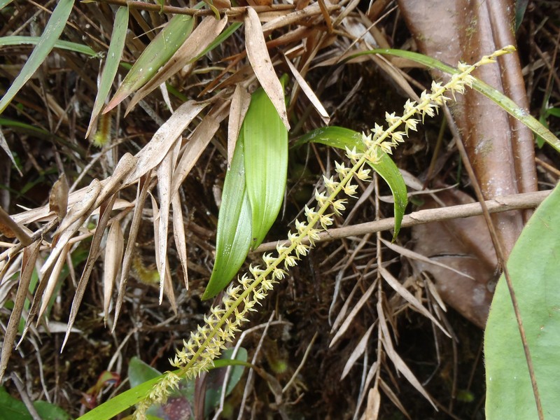 Coelogyne cuspilabia