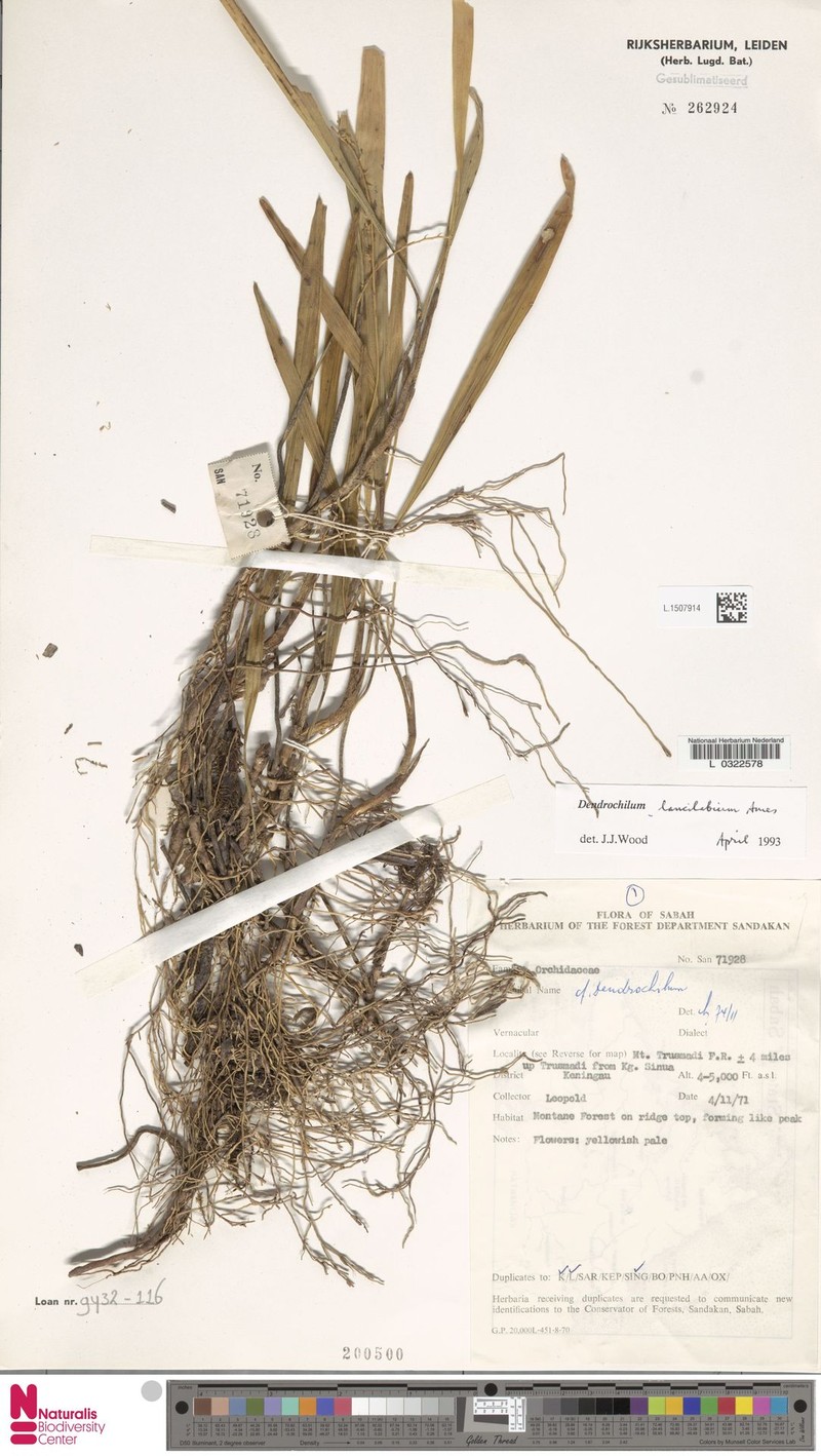 Coelogyne cuspilabia photo 2