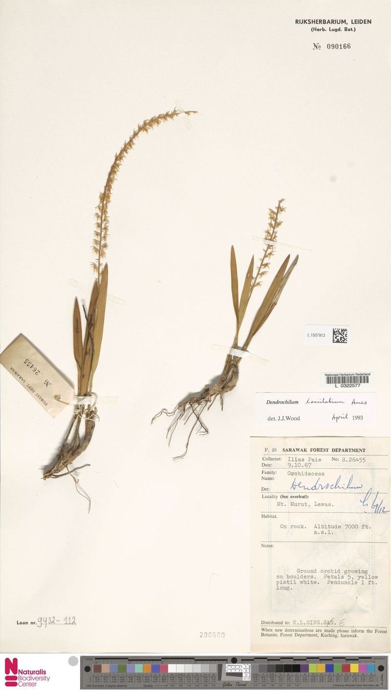 Coelogyne cuspilabia photo 3