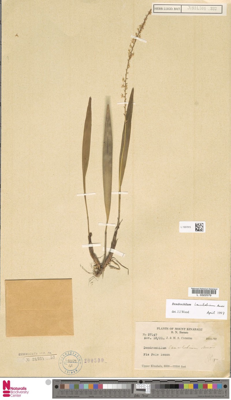 Coelogyne cuspilabia photo 4