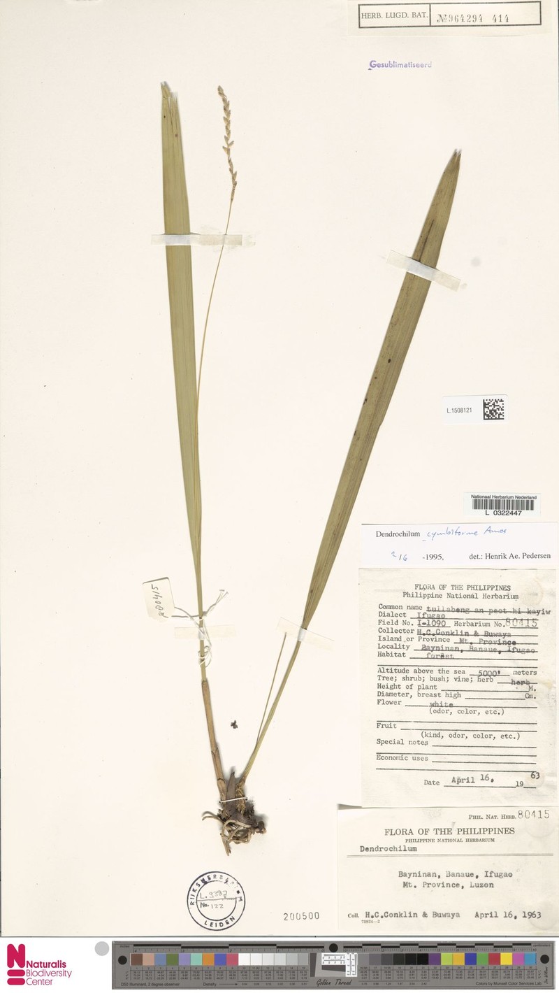 Coelogyne cymbiformis
