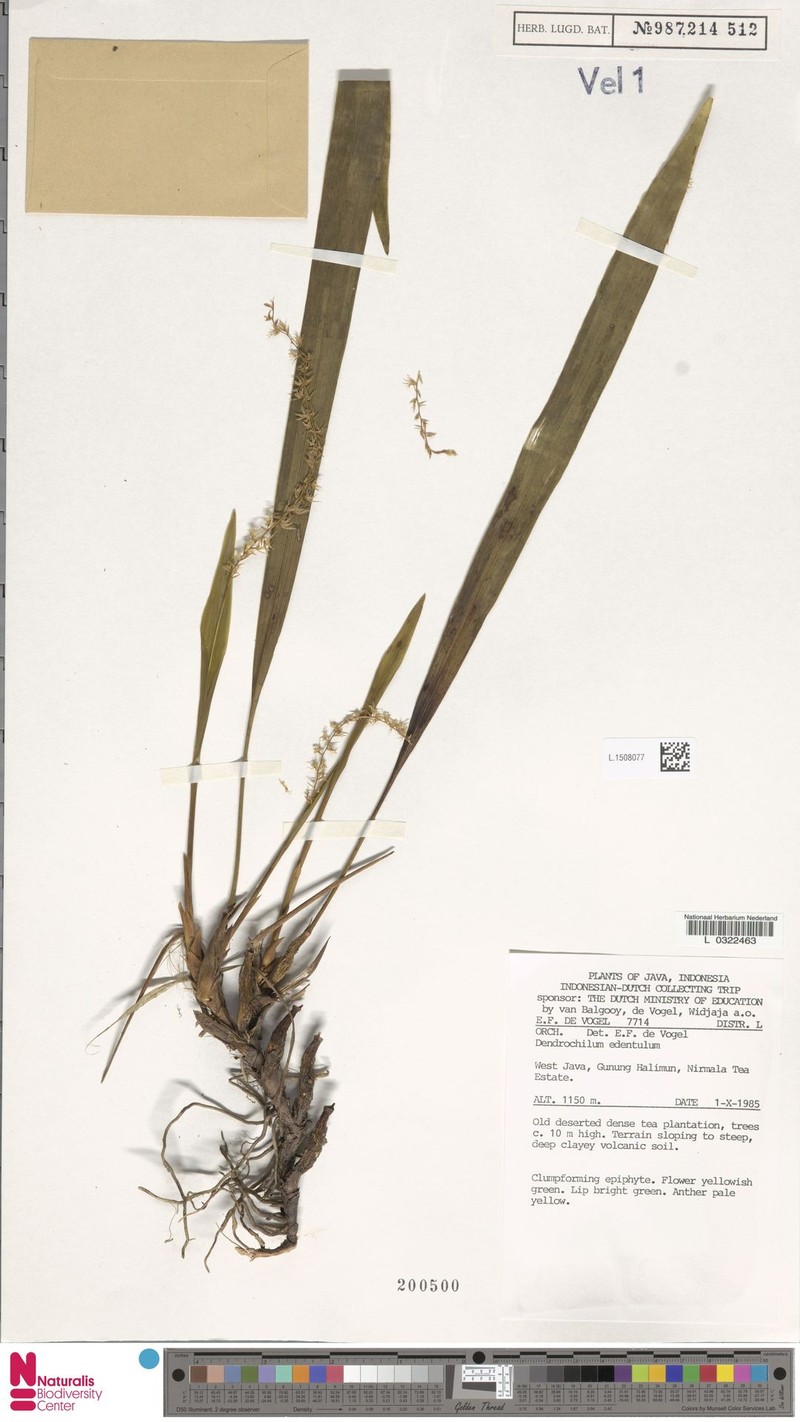 Coelogyne edentula