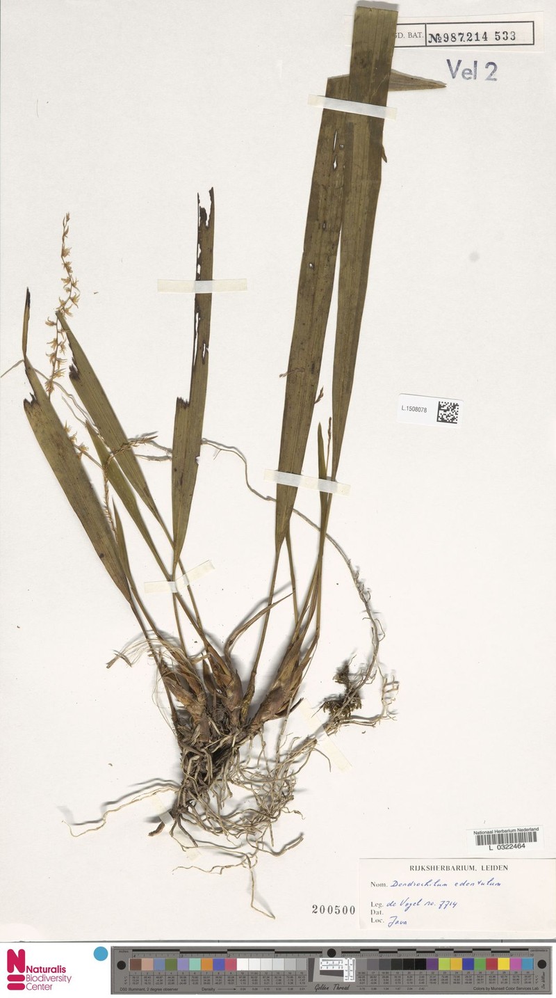 Coelogyne edentula photo 2
