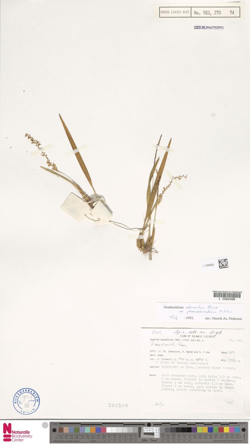 Coelogyne edentula photo 3