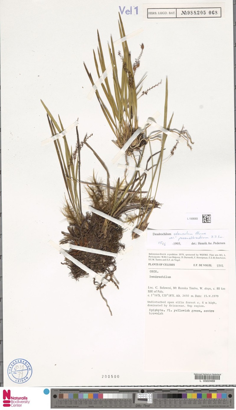 Coelogyne edentula photo 4