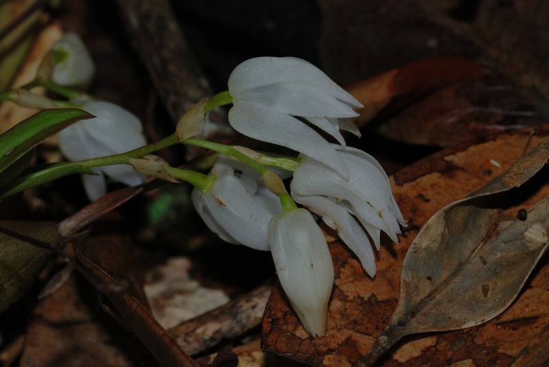Coelogyne sagittata