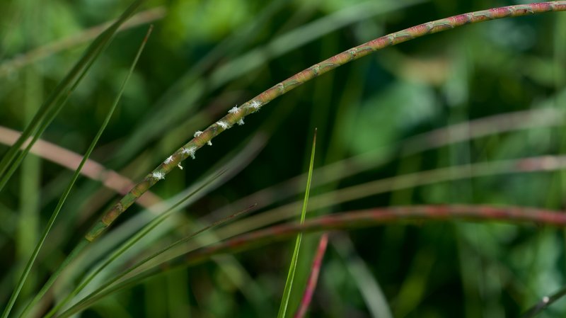 Cylinder Jointtail Grass