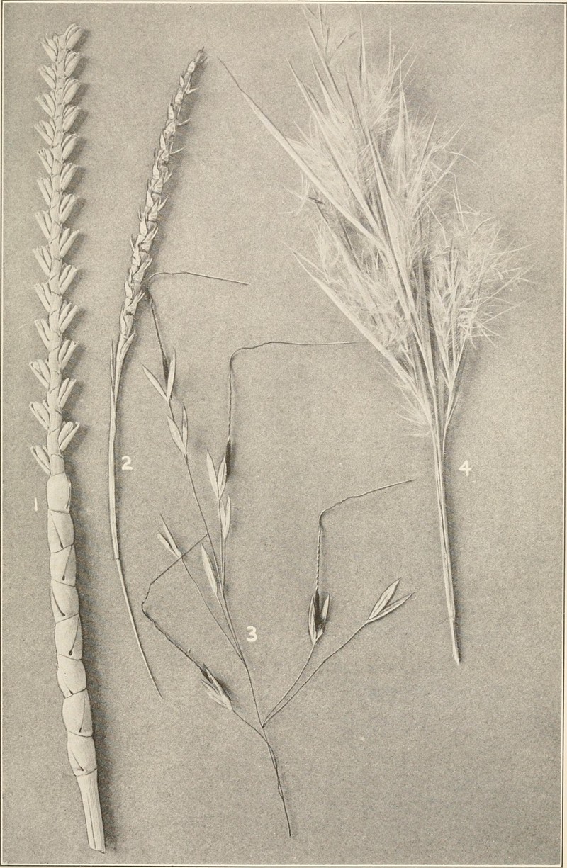 Wrinkled Jointtail Grass photo 3