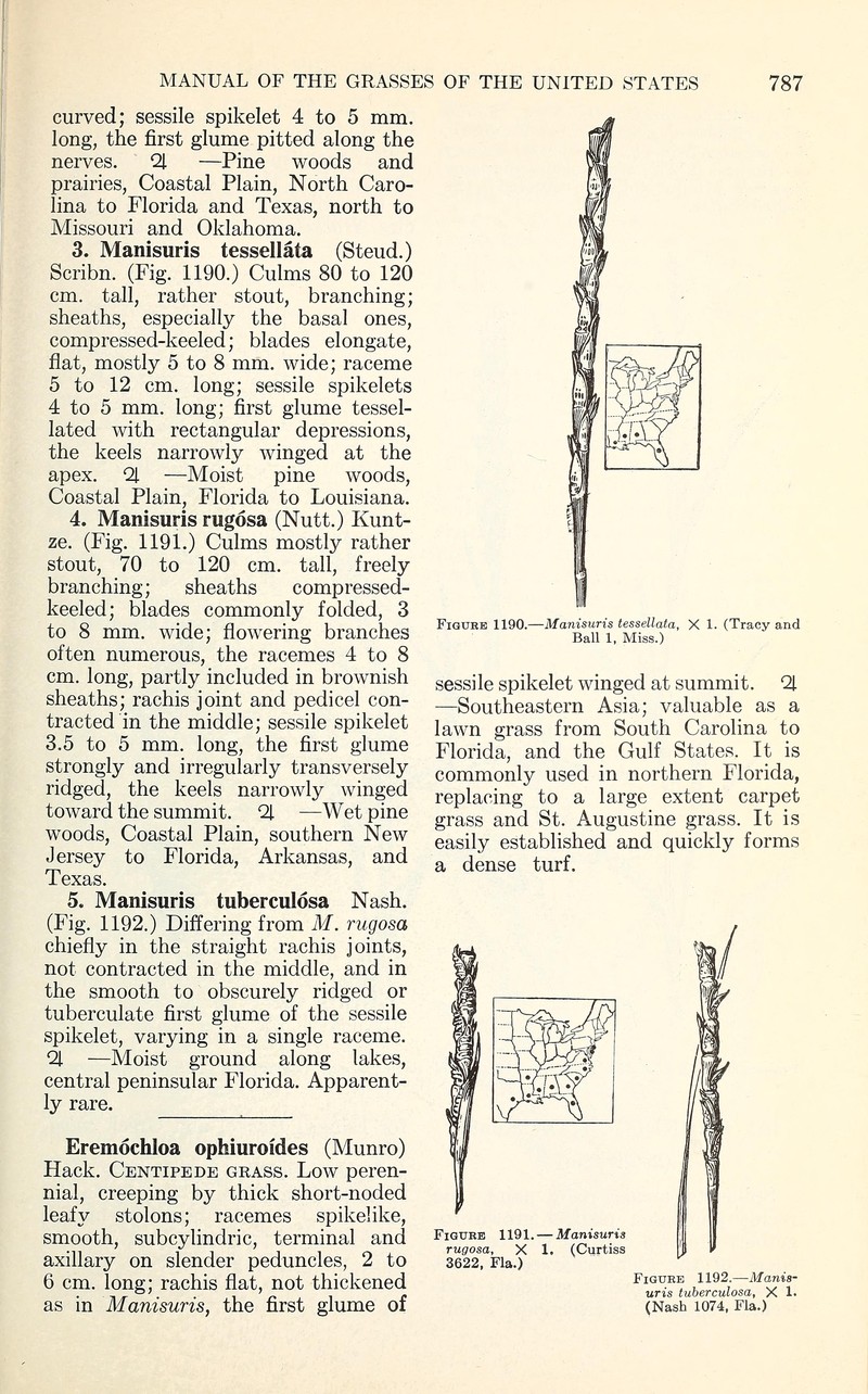Checkered Jointtail Grass