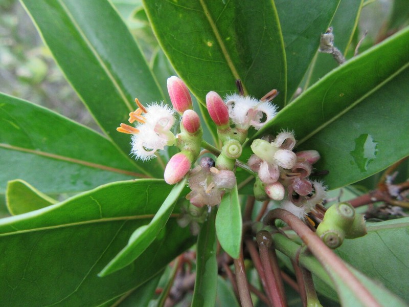 Coelospermum nomac