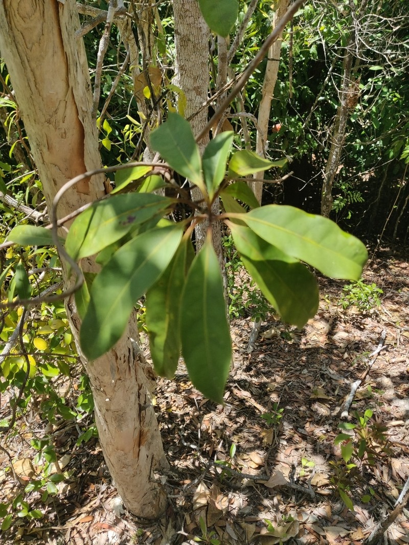 Coelospermum nomac photo 2