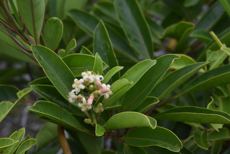 Coelospermum nomac photo 3
