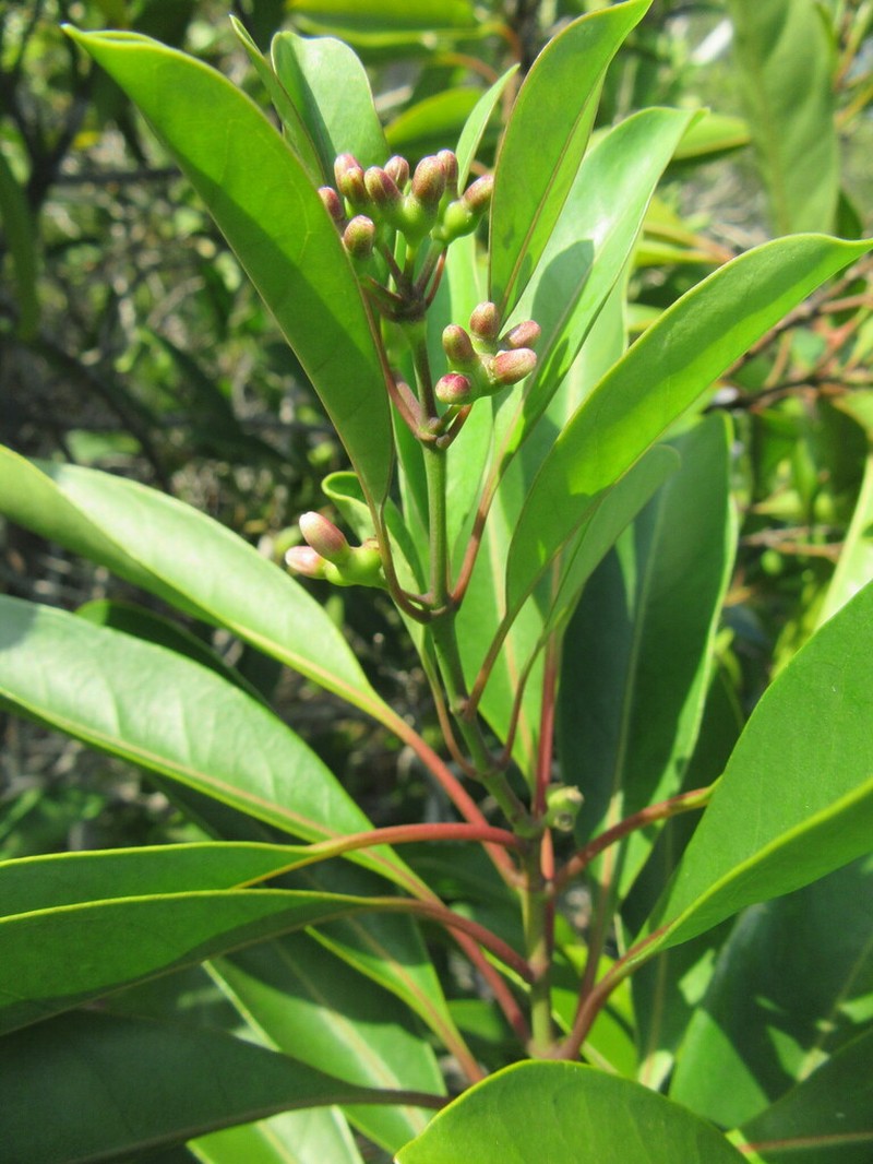 Coelospermum nomac photo 4