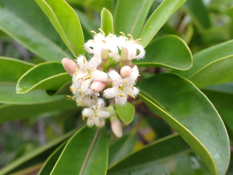 Coelospermum nomac photo 5