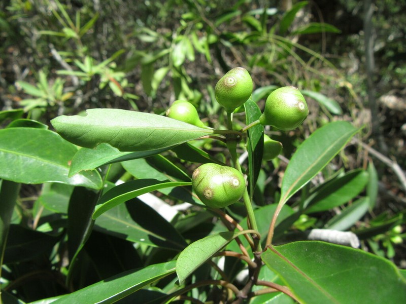 Coelospermum nomac photo 7