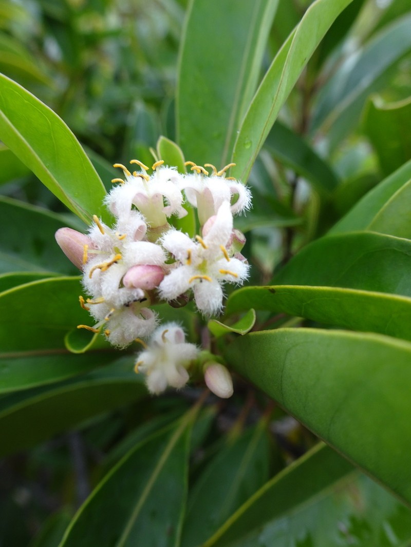 Coelospermum nomac photo 8