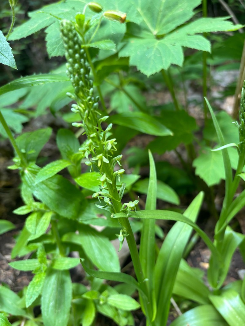 Thurber's Bog Orchid