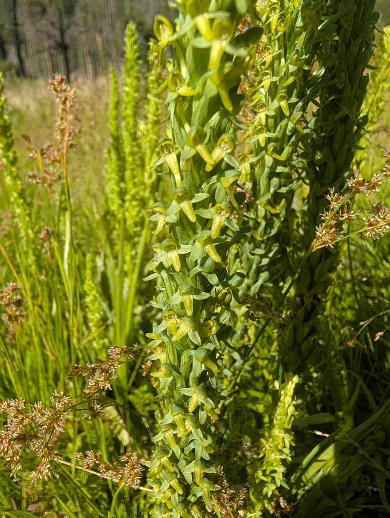 Thurber's Bog Orchid photo 2