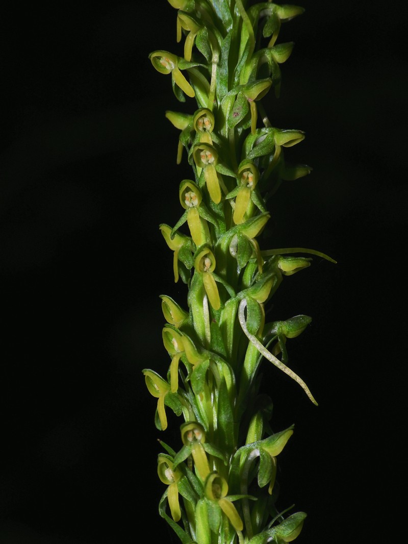Thurber's Bog Orchid photo 3