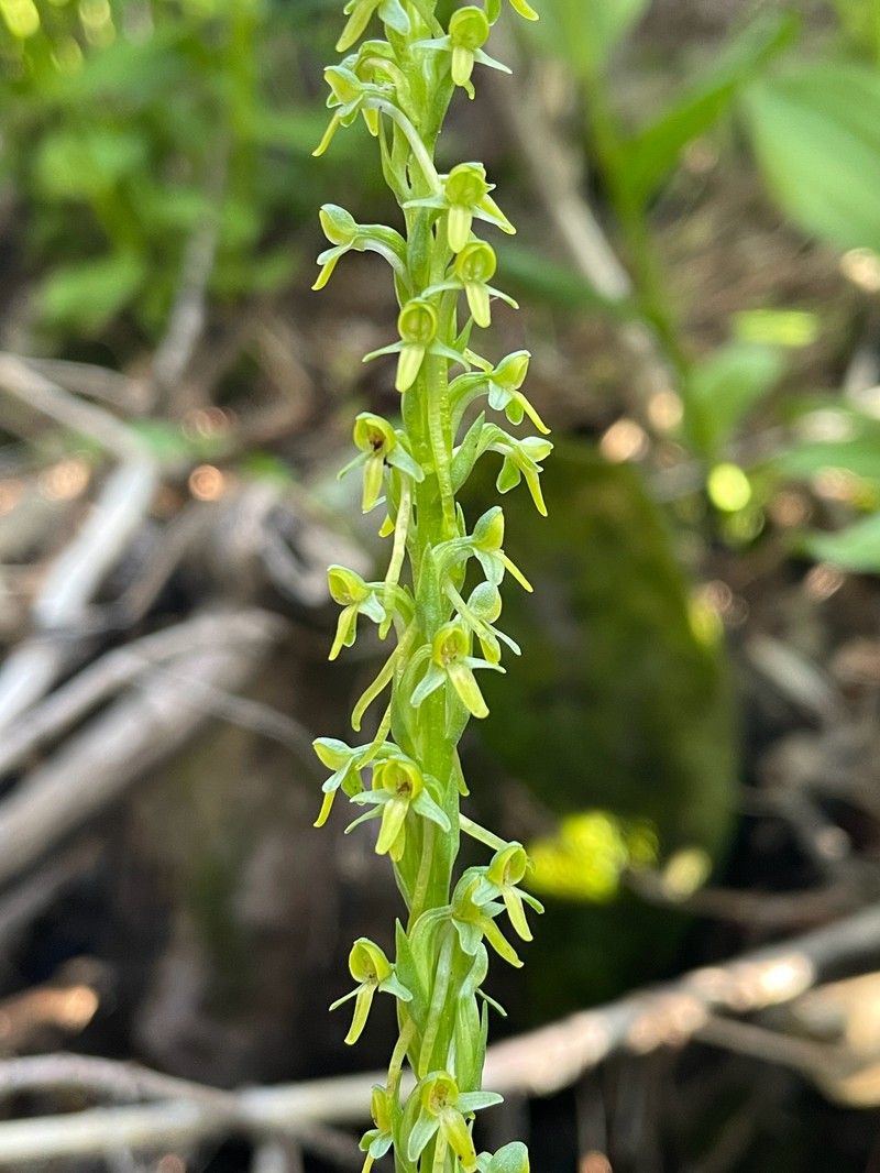 Thurber's Bog Orchid photo 4