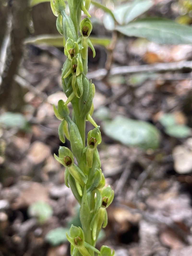 Thurber's Bog Orchid photo 5