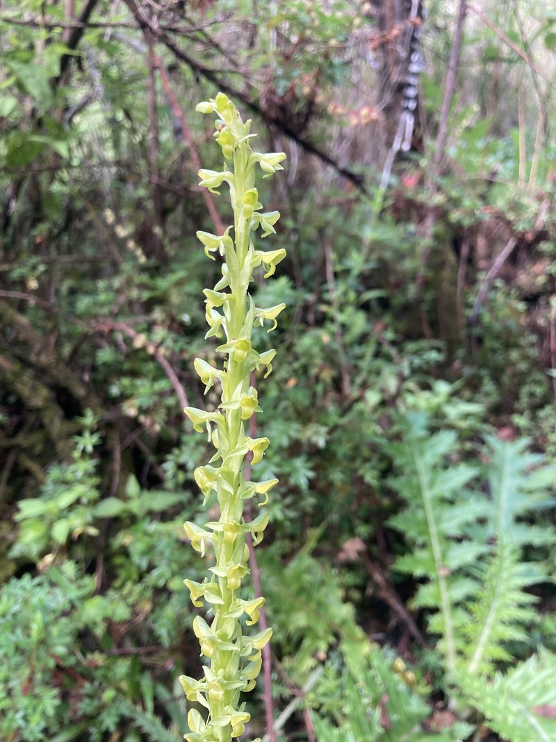 Thurber's Bog Orchid photo 6