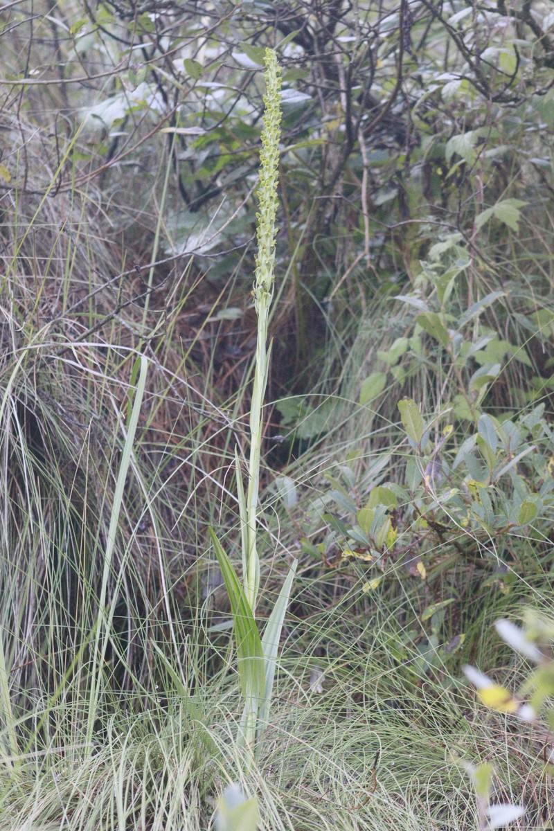Thurber's Bog Orchid photo 7