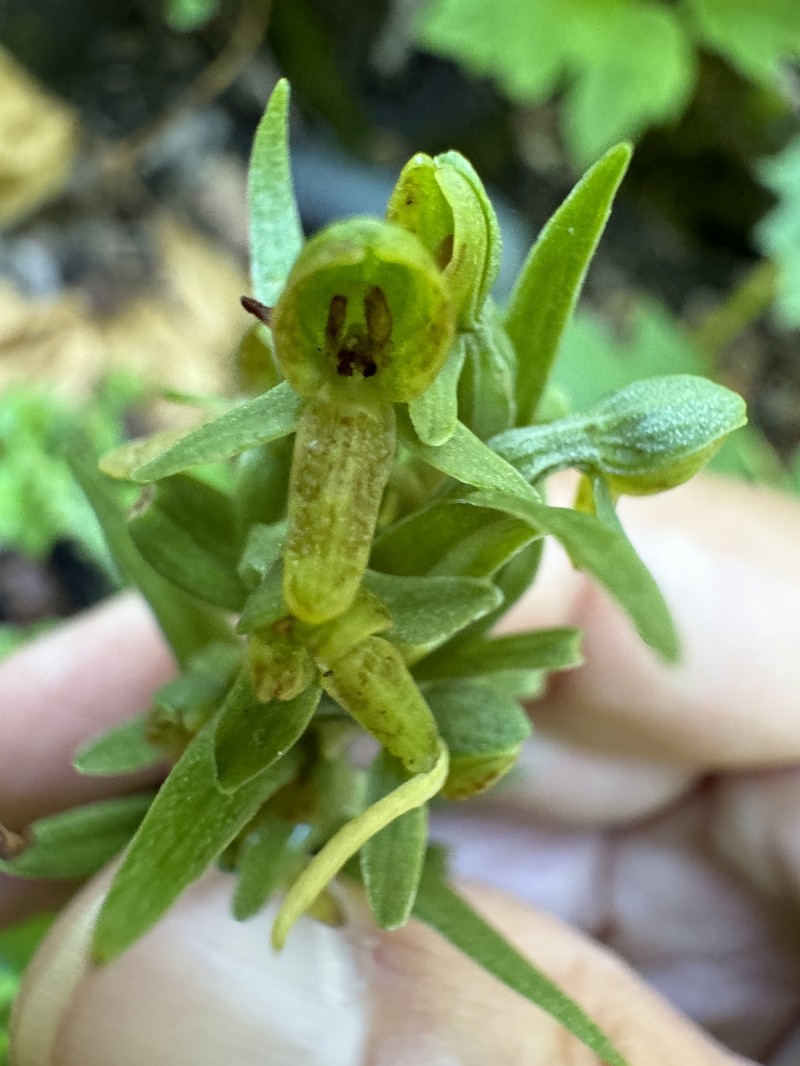 Thurber's Bog Orchid photo 8