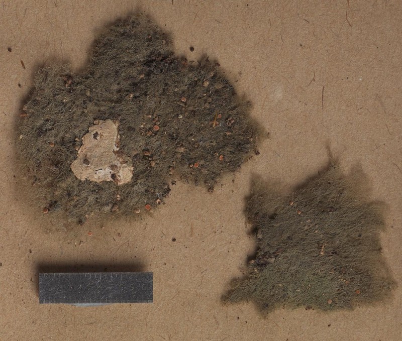 Disjunct Coenogonium Lichen photo 4