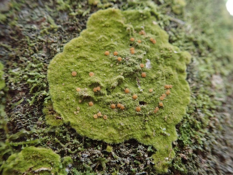 Coenogonium Lichen