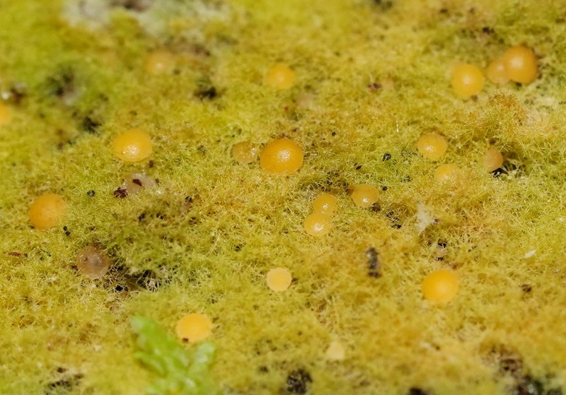 Coenogonium Lichen photo 2