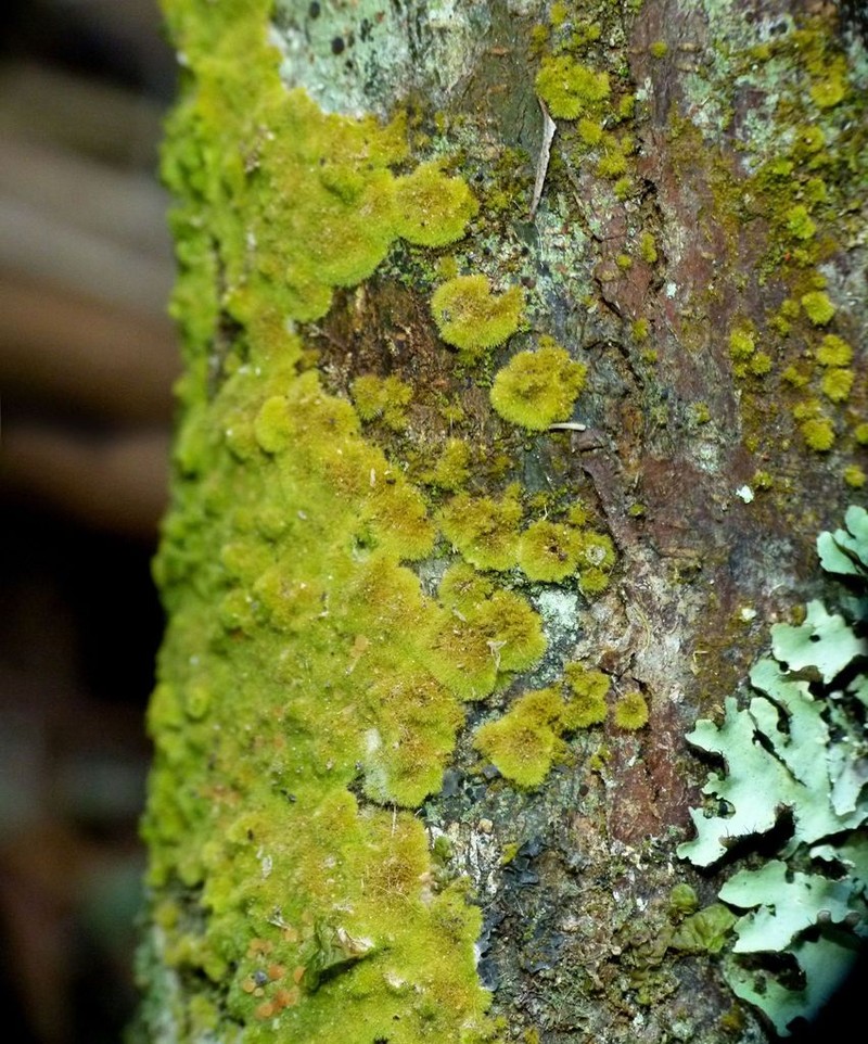 Coenogonium Lichen photo 3