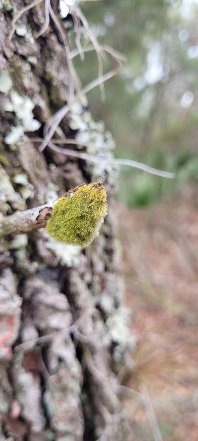 Coenogonium Lichen photo 4