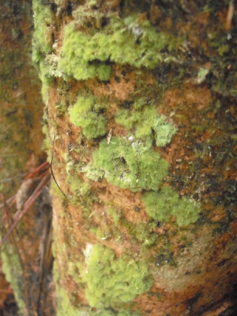 Coenogonium Lichen photo 5