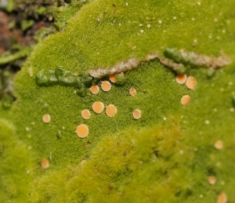 Coenogonium Lichen photo 6