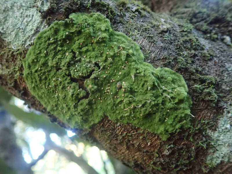 Coenogonium Lichen photo 7