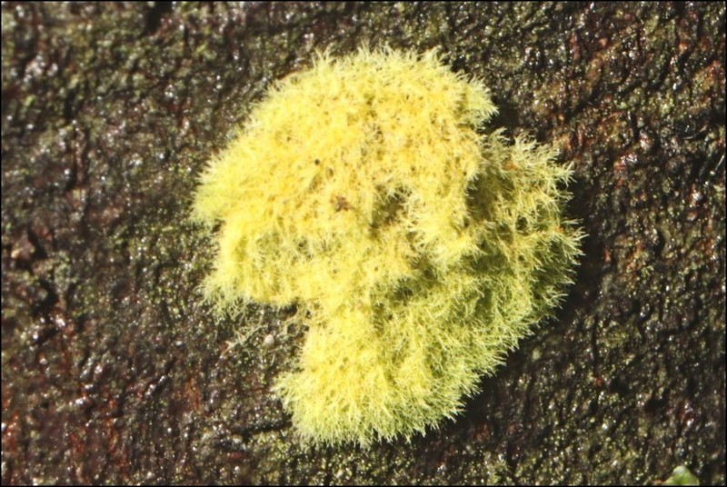 Coenogonium Lichen photo 8