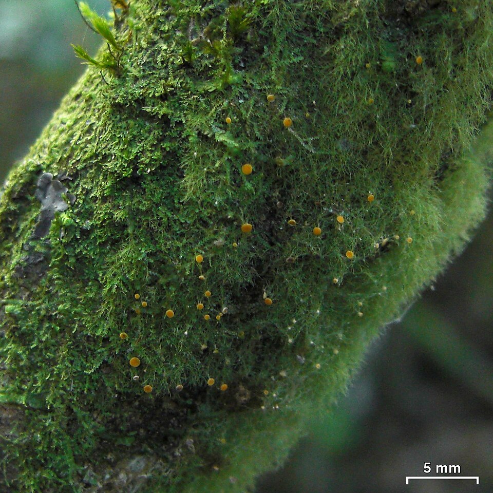 Coenogonium Lichen