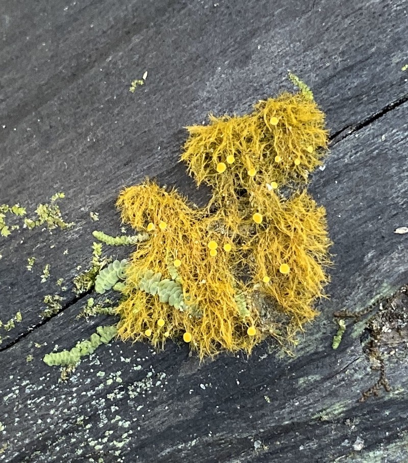 Coenogonium Lichen