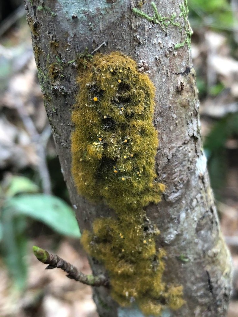 Coenogonium Lichen photo 2