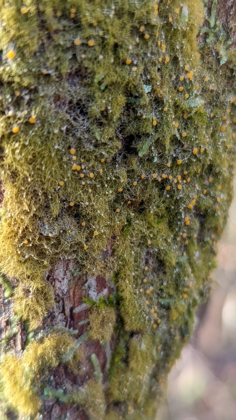 Coenogonium Lichen photo 3