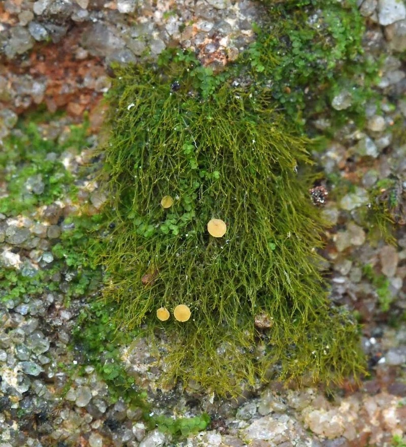 Coenogonium Lichen photo 4