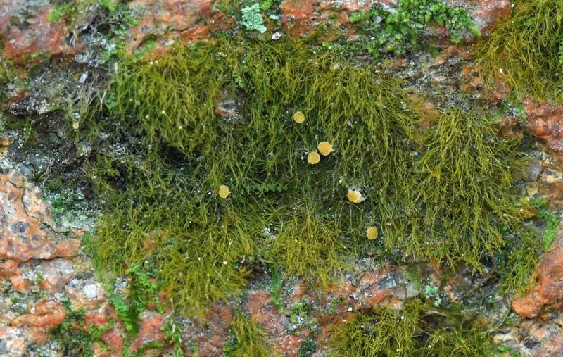 Coenogonium Lichen photo 5