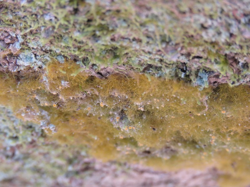 Coenogonium Lichen photo 6